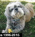 Pebbles 1996-2015